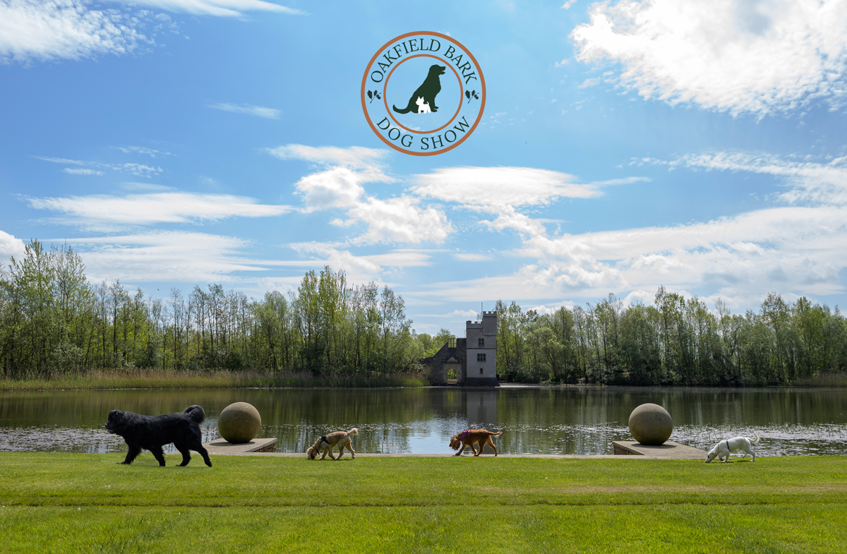 A photo of four dogs walking beside th elake at Oakfield Park, with the Castle in the background and an overlay of the Oakfield Bark logo